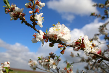 image of spring white cherry blossoms tree. selective focus. vintage filtered
