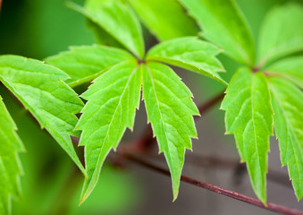 Close up of the ivy green leaves