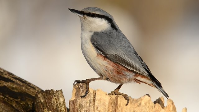White-breasted Nuthatch Sitta carolinensis, eating sunflower seeds out of a hole in a rotten tree