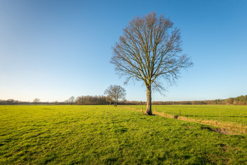 Tree with bare branches in a rural landscape
