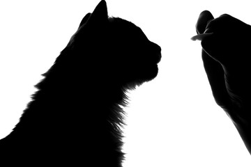 silhouette fluffy cats ask to eat