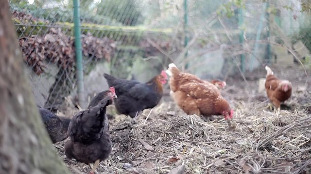 H&uuml;hner picken Futter auf