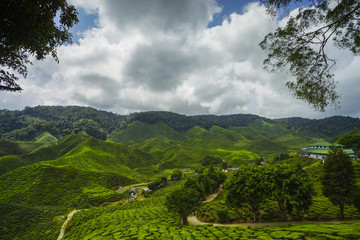 Beautiful scenery of tea plantation at the mountain with dramati