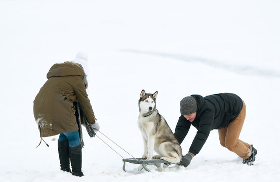 The Girl And The Guy Carry A Dog On Sledge.