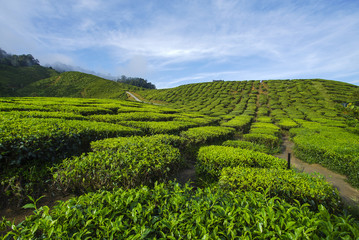 Fototapeta na wymiar Fresh green tea plantation view near the mountain with beautiful