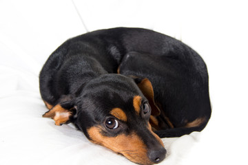 Adorable puppy on white background