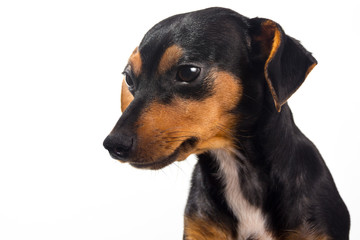 Adorable puppy on white background