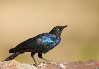 Obraz premium Glossy starling sitting on the rock, clean yellow-green background, Kenya, Africa