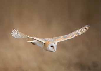 Photo sur Plexiglas Hibou Barn owl in flight, clean background, Czech Republic