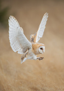 Barn owl in flight before attack, clean background, Czech Republic