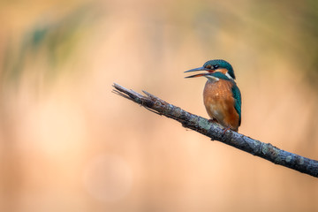Kingfisher. 
Un martin pescatore ripreso in località Grado (GO) alla luce del tramonto.