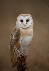 Wall murals Owl Barn owl sitting on perch with clean background, Czech Republic