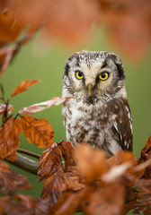 Boreal owl sitting in colorfull leaves, clean green background, Czech Republic