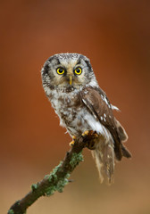 Boreal owl perching, clean red-orange background, Czech Republic