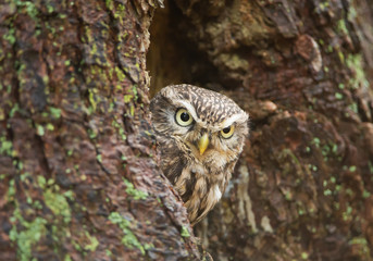 Pygmy owl looking from its nest, Czech Republic