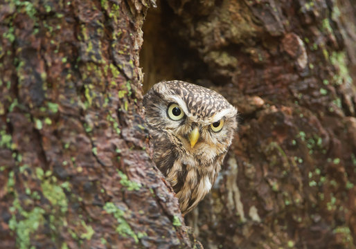 Pygmy owl looking from its nest, Czech Republic