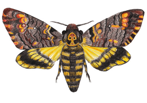 Death's-head moth on white isolated background. Hand-drawn pencil illustration