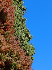 ветки елки на фоне неба 