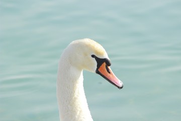 Portrait pose of the swan