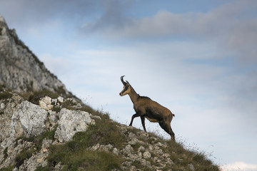 Black goat in the mountains wildlife