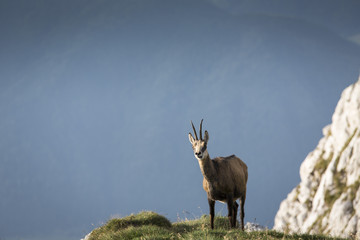 Black goat in the mountains wildlife