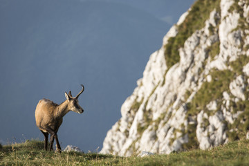 Black goat in the mountains wildlife