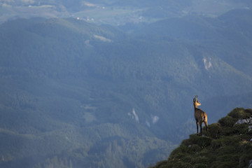 Obraz premium Black goat in the mountains wildlife