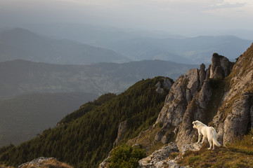 Dog standing on the background of mountain scenery.