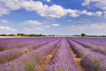 Obraz na płótnie Canvas Blooming fields of lavender in the Provence, southern France