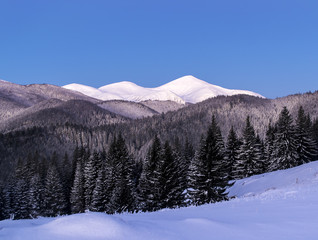 Fototapeta na wymiar Winter morning landscape of three snowy mountain peaks. Fir forest. Twilight before dawn. Clear blue sky. Ukrainian Carpathians
