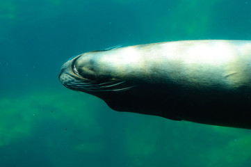 The Californian sea lion in water of California 