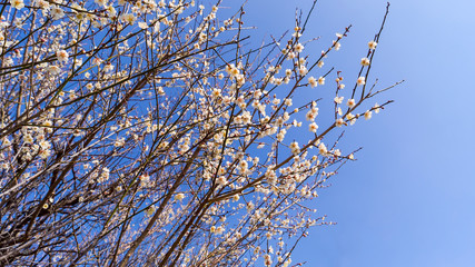 Apricot tree flower in spring japan