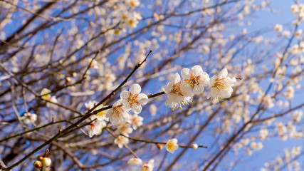 Apricot tree flower in spring japan