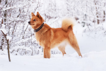 Karelian red dog with fluffy tail in the winter forest