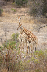 wild giraffe in Kruger National Park, South Africa.