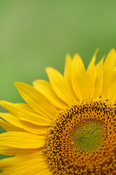 bright sunflower on natural background.