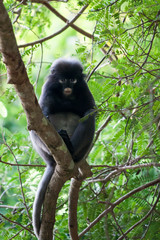 Dusky leaf monkey