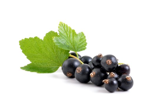 Schwarze Johannisbeere