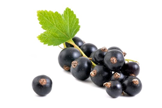 Schwarze Johannisbeere