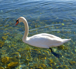 Fototapeta premium Swan birds in lake Ohrid, Macedonia