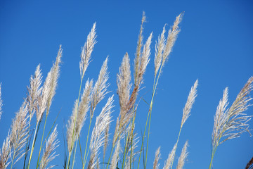 Fototapeta premium reeds grass with blue sky