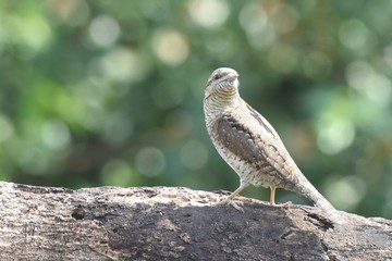 Eurasian Wryneck