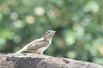 Eurasian Wryneck