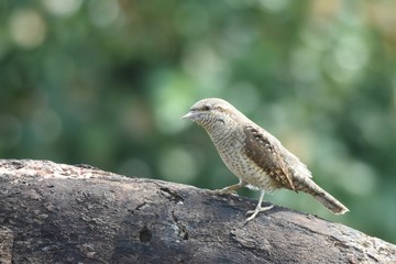 Eurasian Wryneck