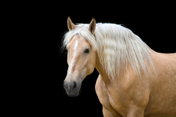 Palomino horse with long blond mane  - obrazy, fototapety, plakaty