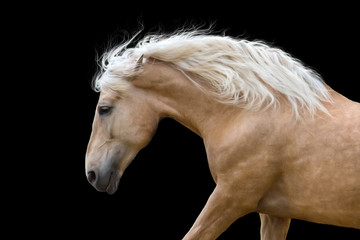 Palomino horse with long blond mane run gallop