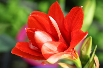 colorful amaryllis flower