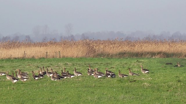 wild geese standing on the field and looking for food