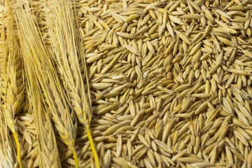 Rolgordijnen Grains of oats and a sprig of wheat closeup © 201122