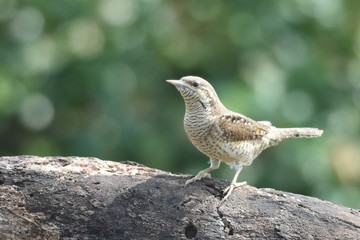Eurasian Wryneck